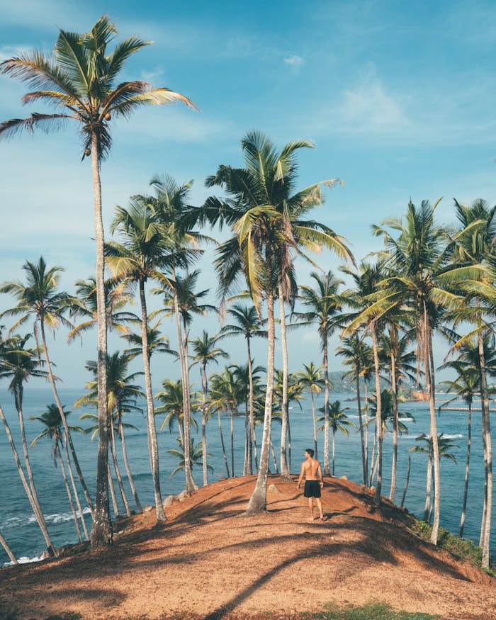 about-story Man walking amidst coconut palms by the ocean in Mirissa, Sri Lanka, embodying tropical paradise vibes.